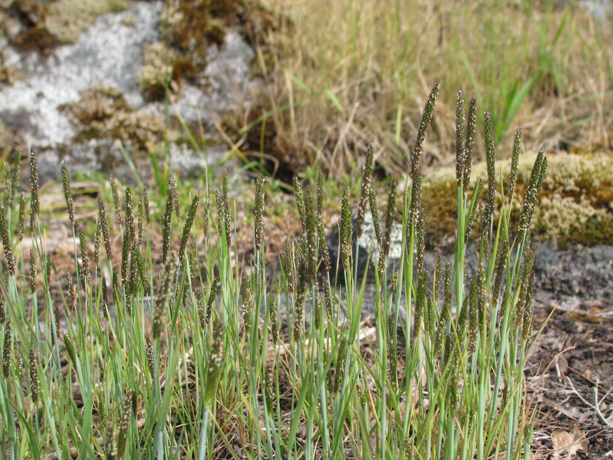 Image of Carolina foxtail