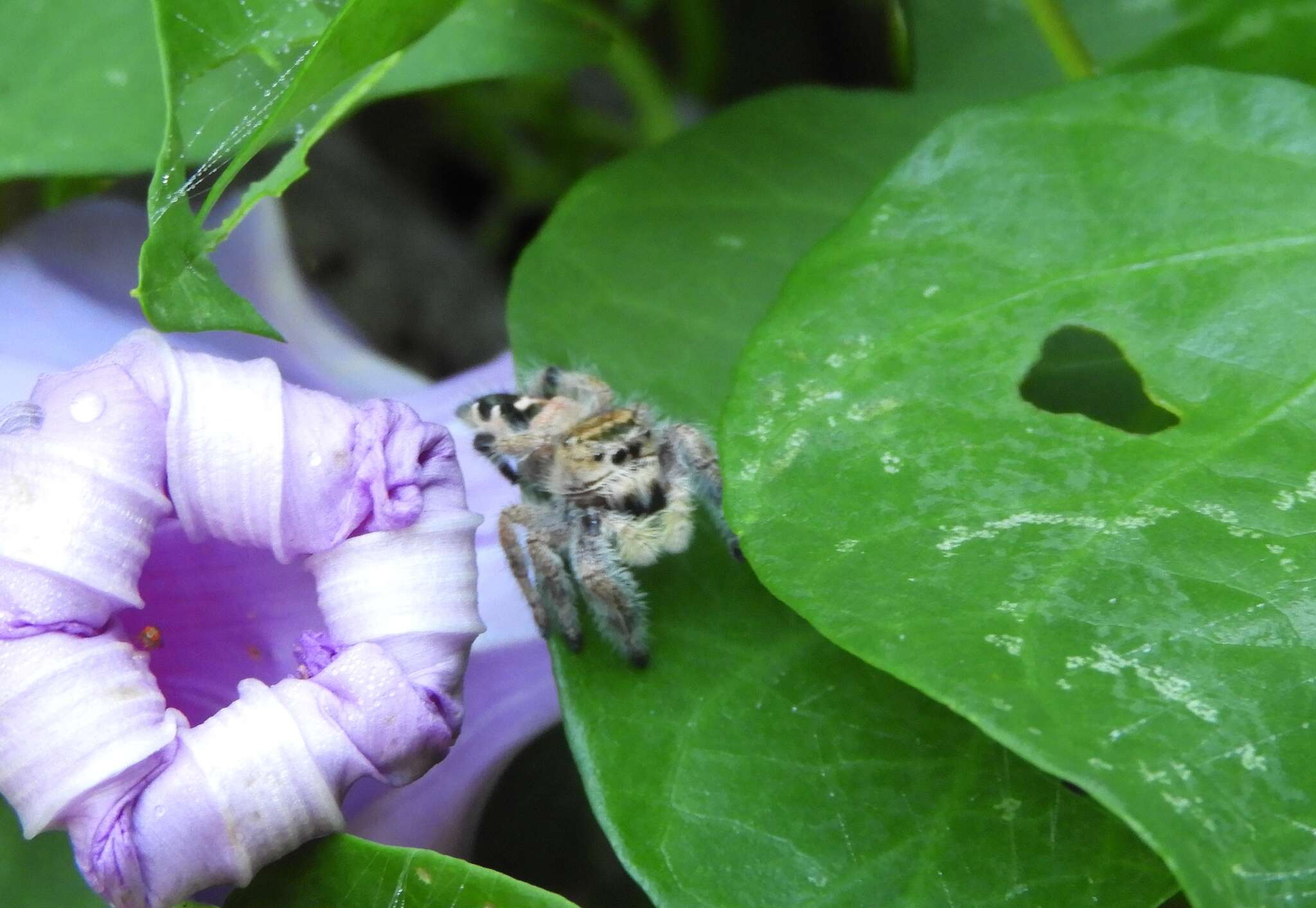 Sivun Phidippus maddisoni Edwards 2004 kuva