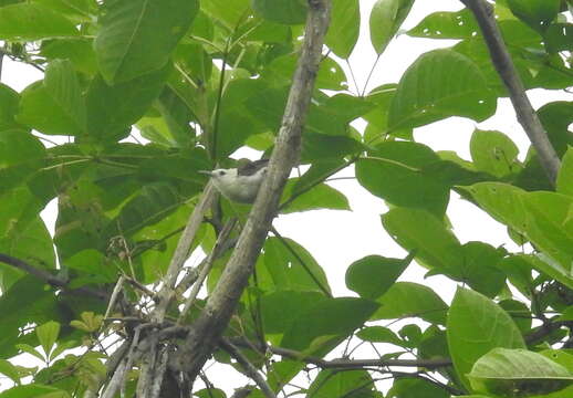 Image of White-headed Wren