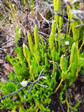 Image of Hair-Tip Ground-Pine