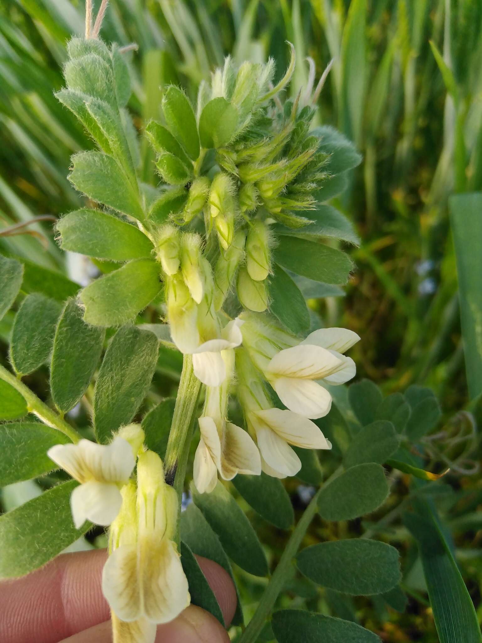 Image of Hungarian vetch