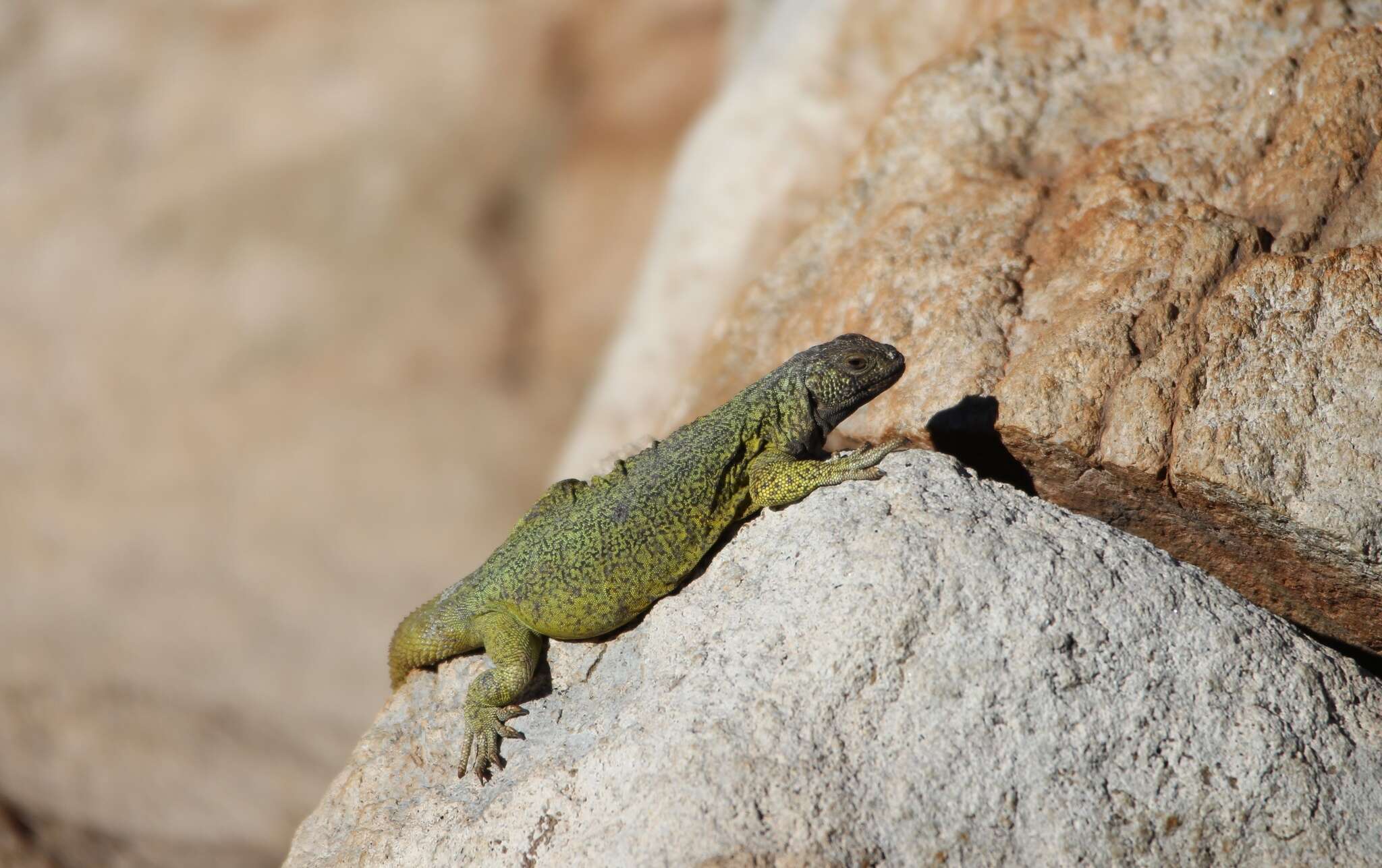 Image of Phymaturus loboi Troncoso-Palacios, Ferri-Yáñez, Laspiur & Aguilar 2019