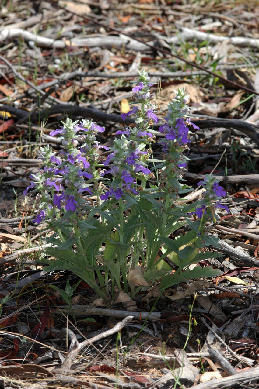 Image of Ajuga australis R. Br.