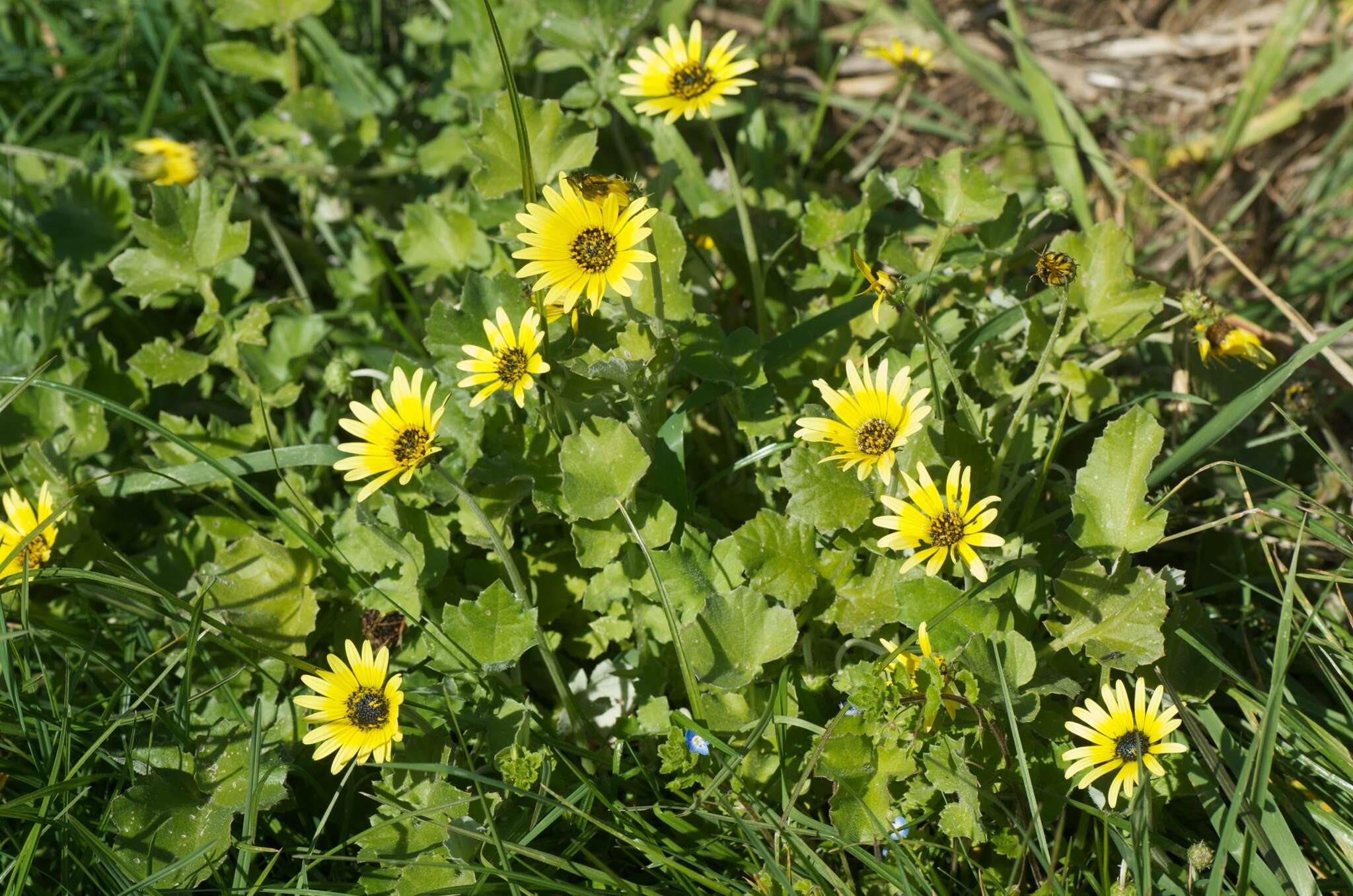 Image of Capeweed