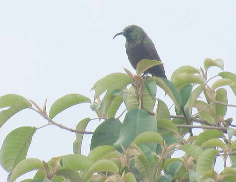 Image of Bronze Sunbird