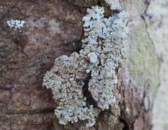 Image de Parmelinopsis spumosa (Asahina) Elix & Hale