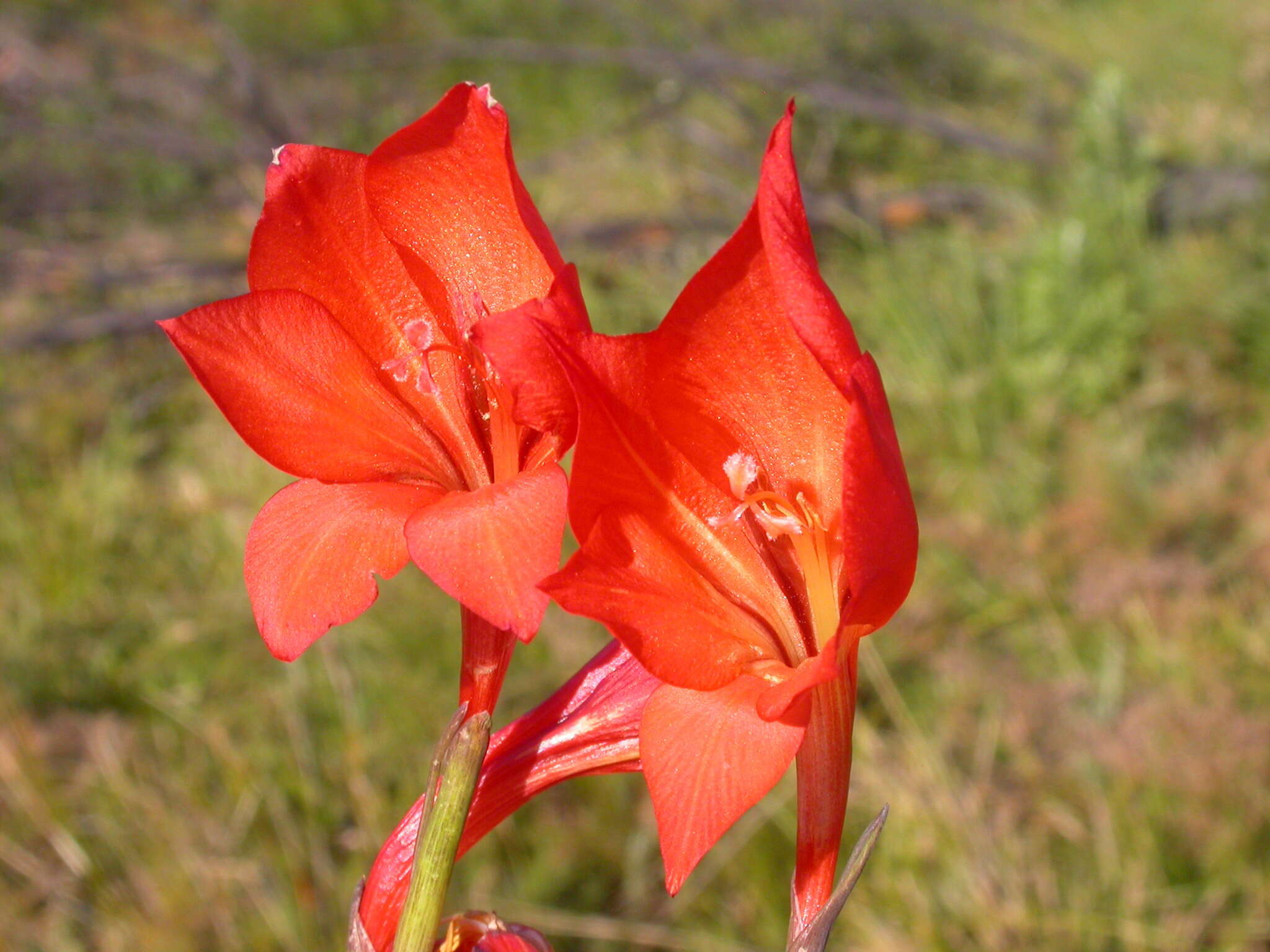 Imagem de Gladiolus huttonii (N. E. Br.) Goldblatt & M. P. de Vos