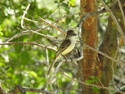 Image of Stolid Flycatcher