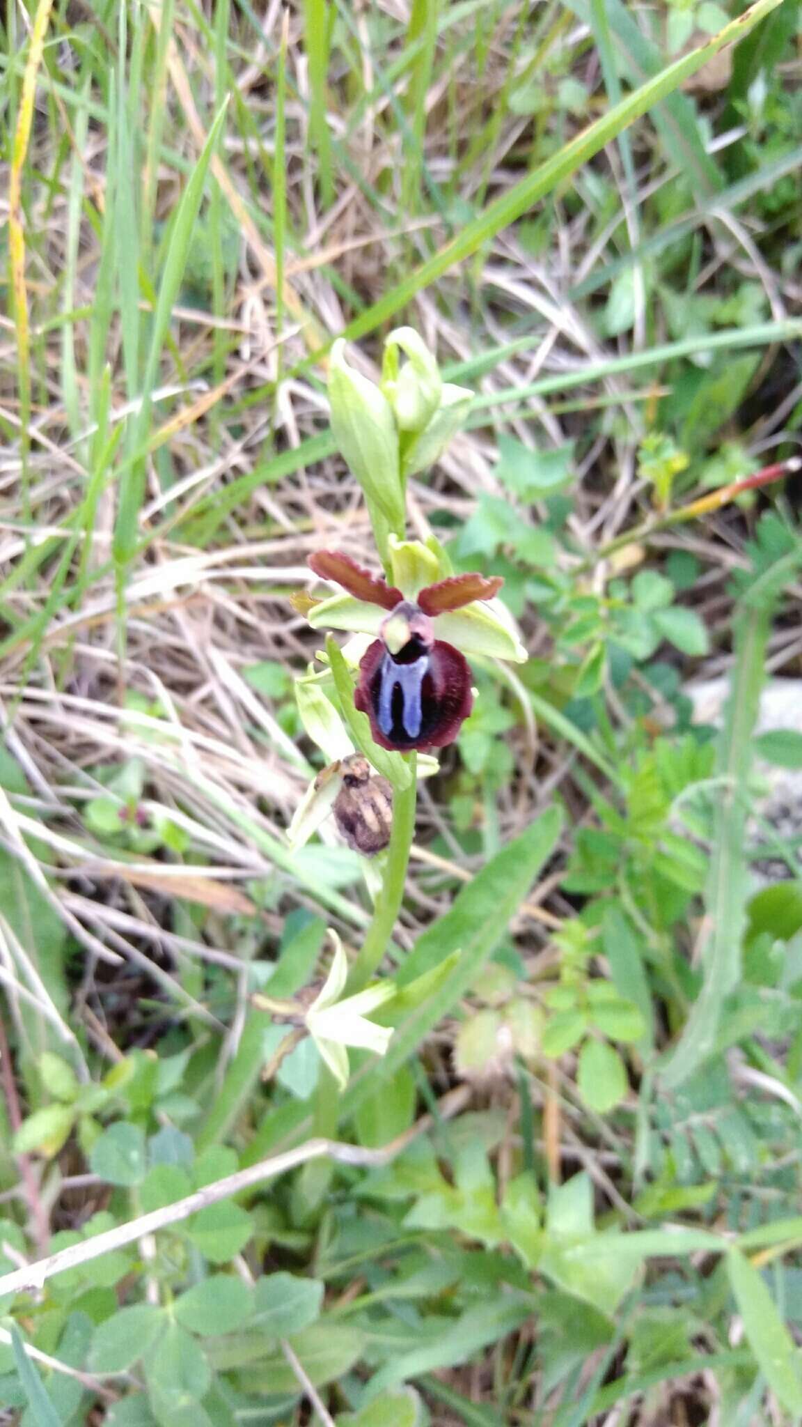 Image of Ophrys sphegodes subsp. passionis (Sennen) Sanz & Nuet