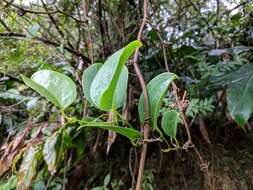 Smilax anceps Willd. resmi