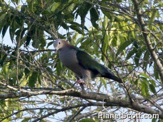 Imagem de pombo imperial verde