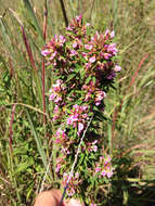 Lespedeza virginica (L.) Britton的圖片