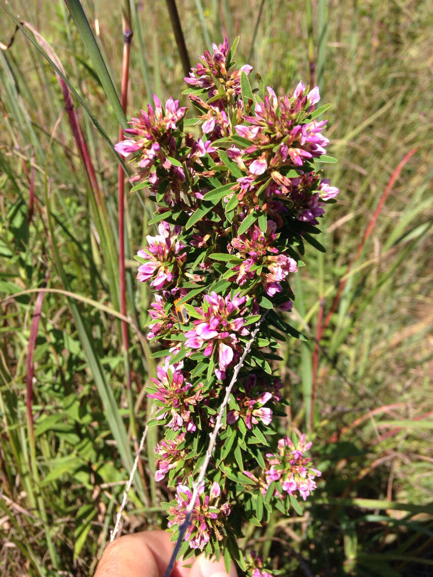 Слика од Lespedeza virginica (L.) Britton