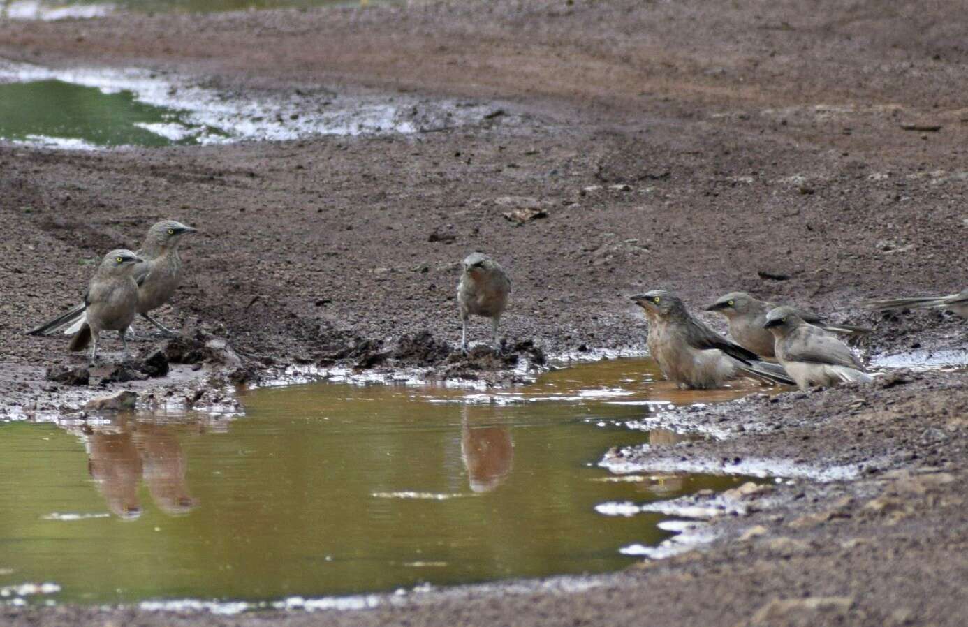 Image of Large Grey Babbler