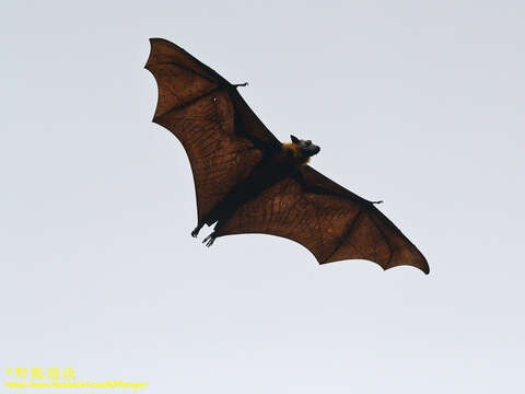 Image of Indian Flying Fox