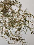 Image of horned pondweed