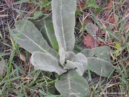 Image de Verbascum pulverulentum Vill.