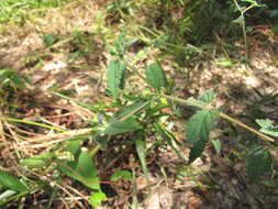 Image of roadside croton