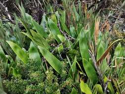 Image of Elaphoglossum lingua (Raddi) Brack.