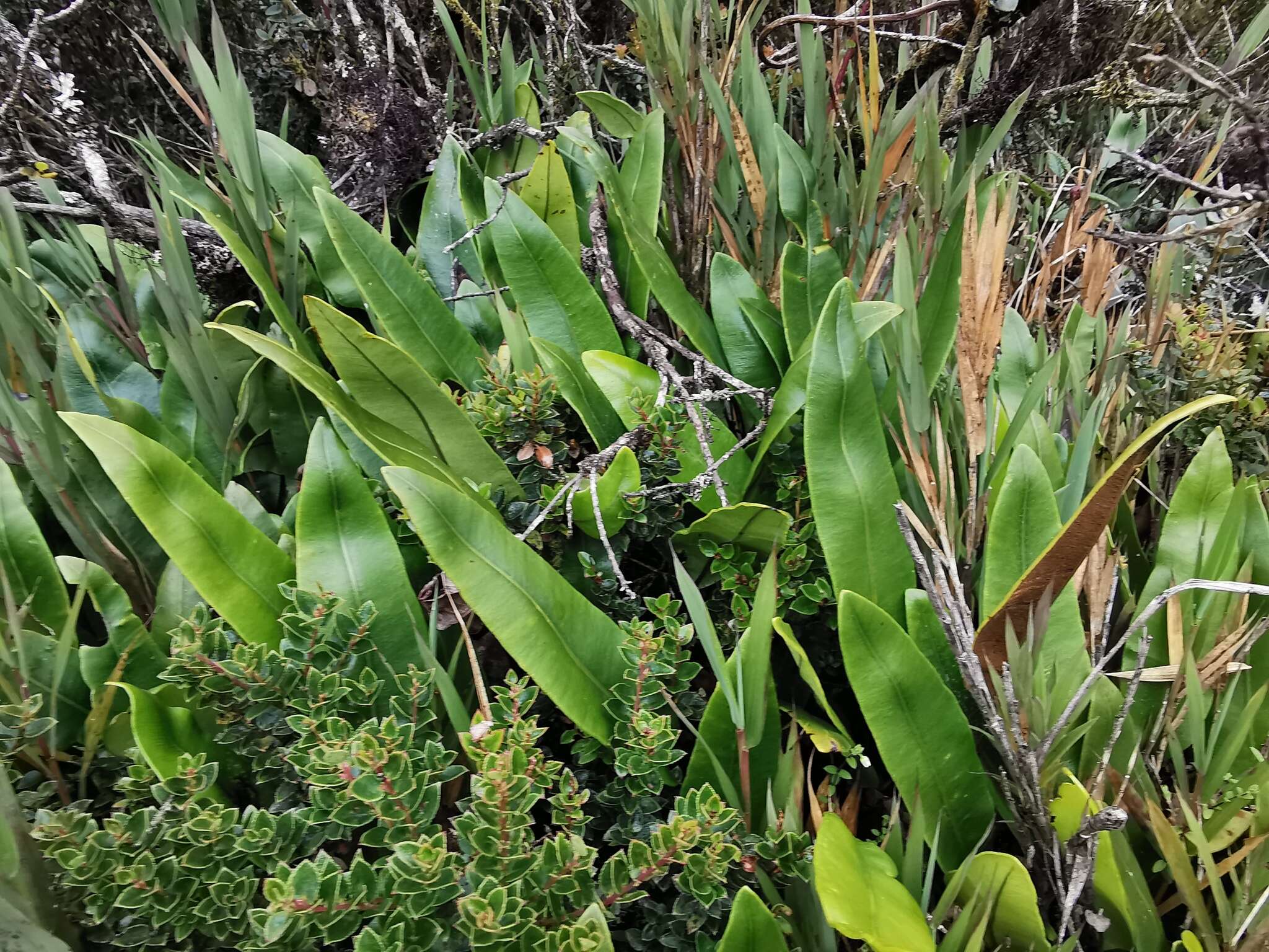 Image of Elaphoglossum lingua (Raddi) Brack.