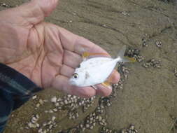 Image of Black-neck pony-fish