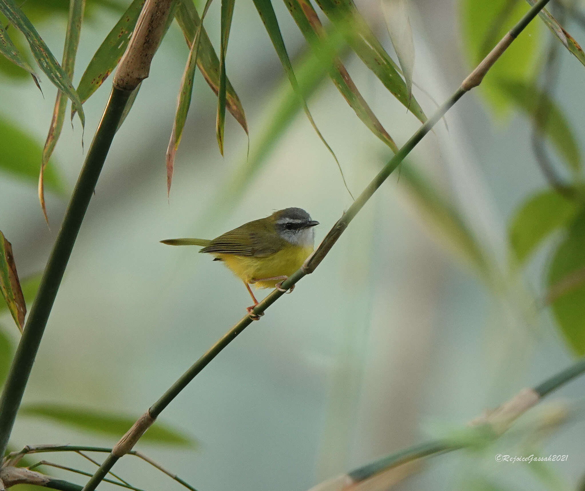 Image of Yellow-bellied Warbler