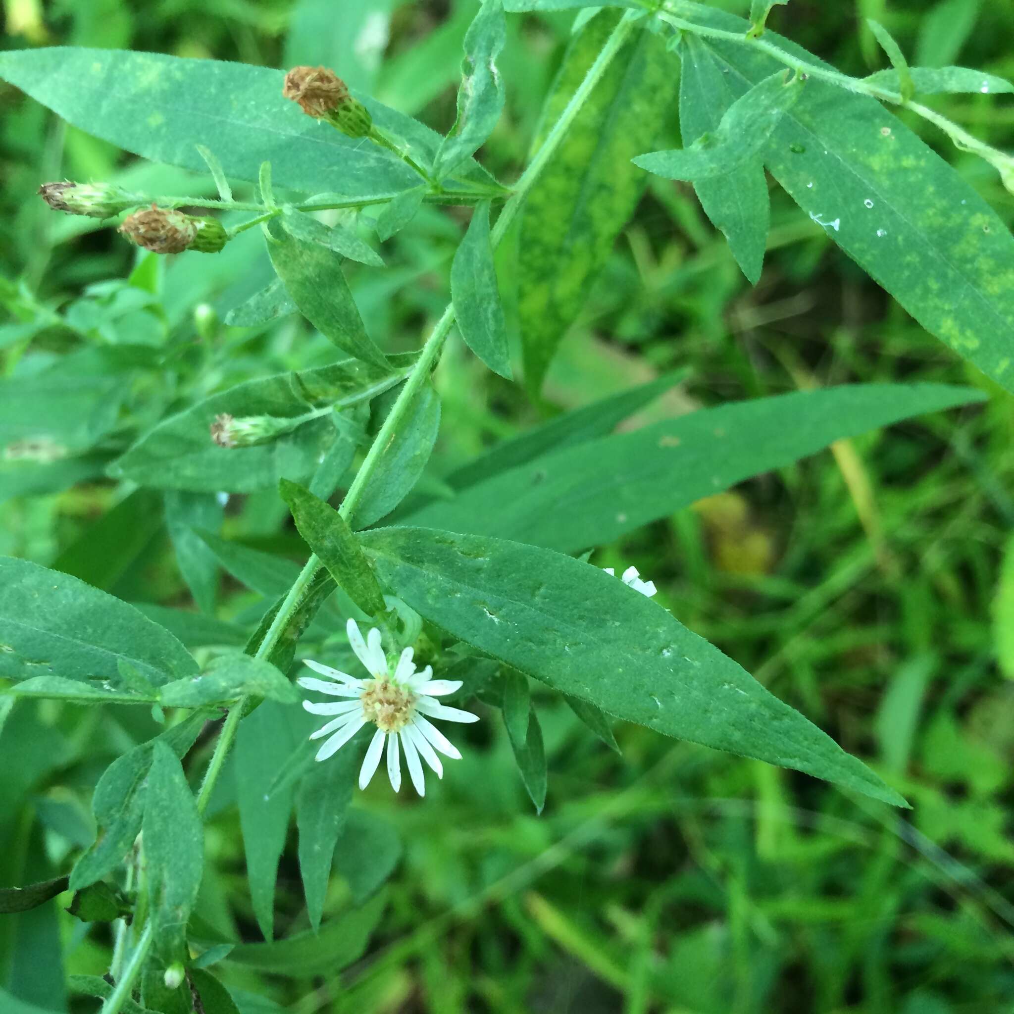 Image of <i>Symphyotrichum <i>ontarionis</i></i> var. ontarionis