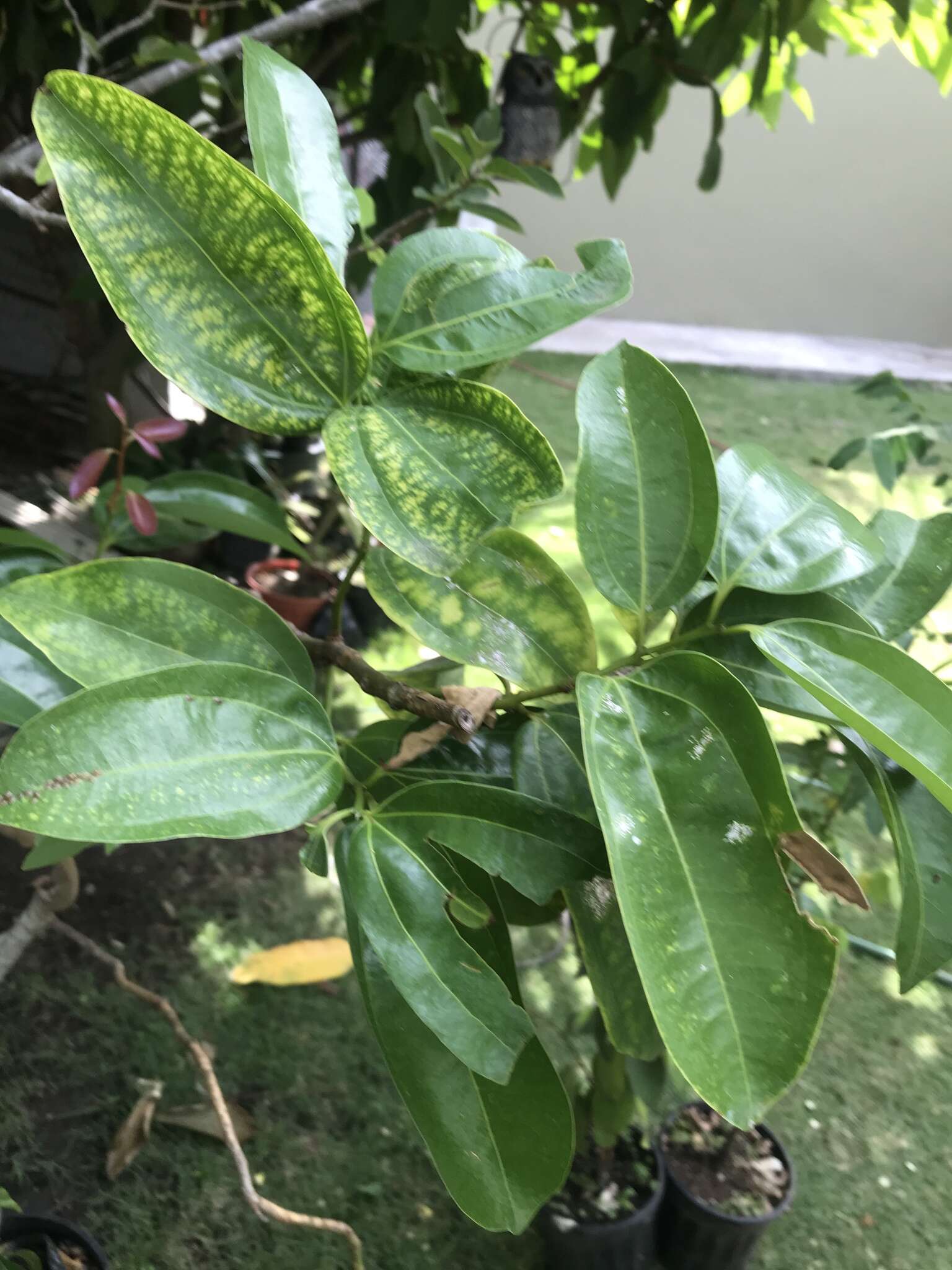 Image of soursop