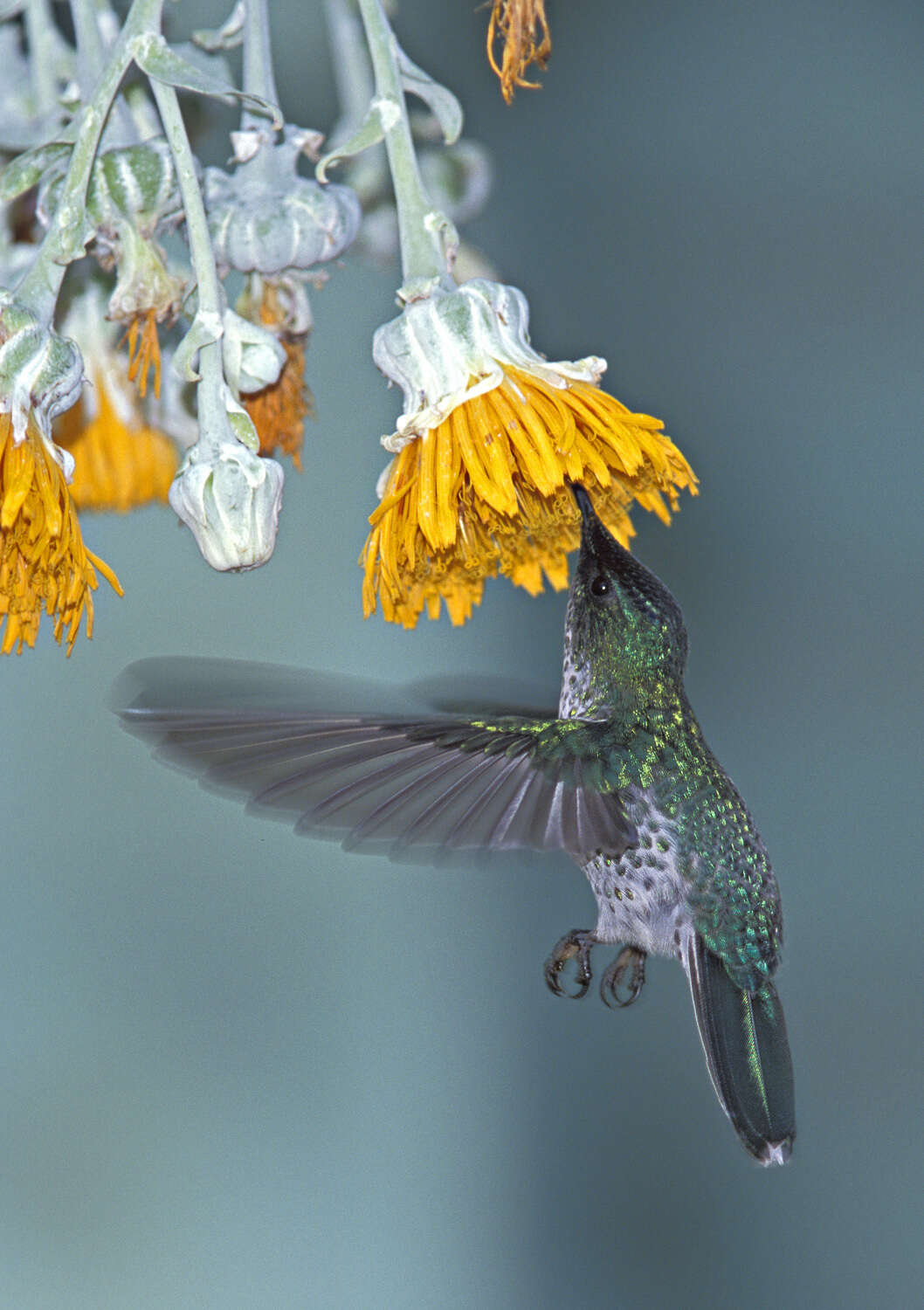 Image of Sonchus brassicifolius S. C. Kim & Mejías