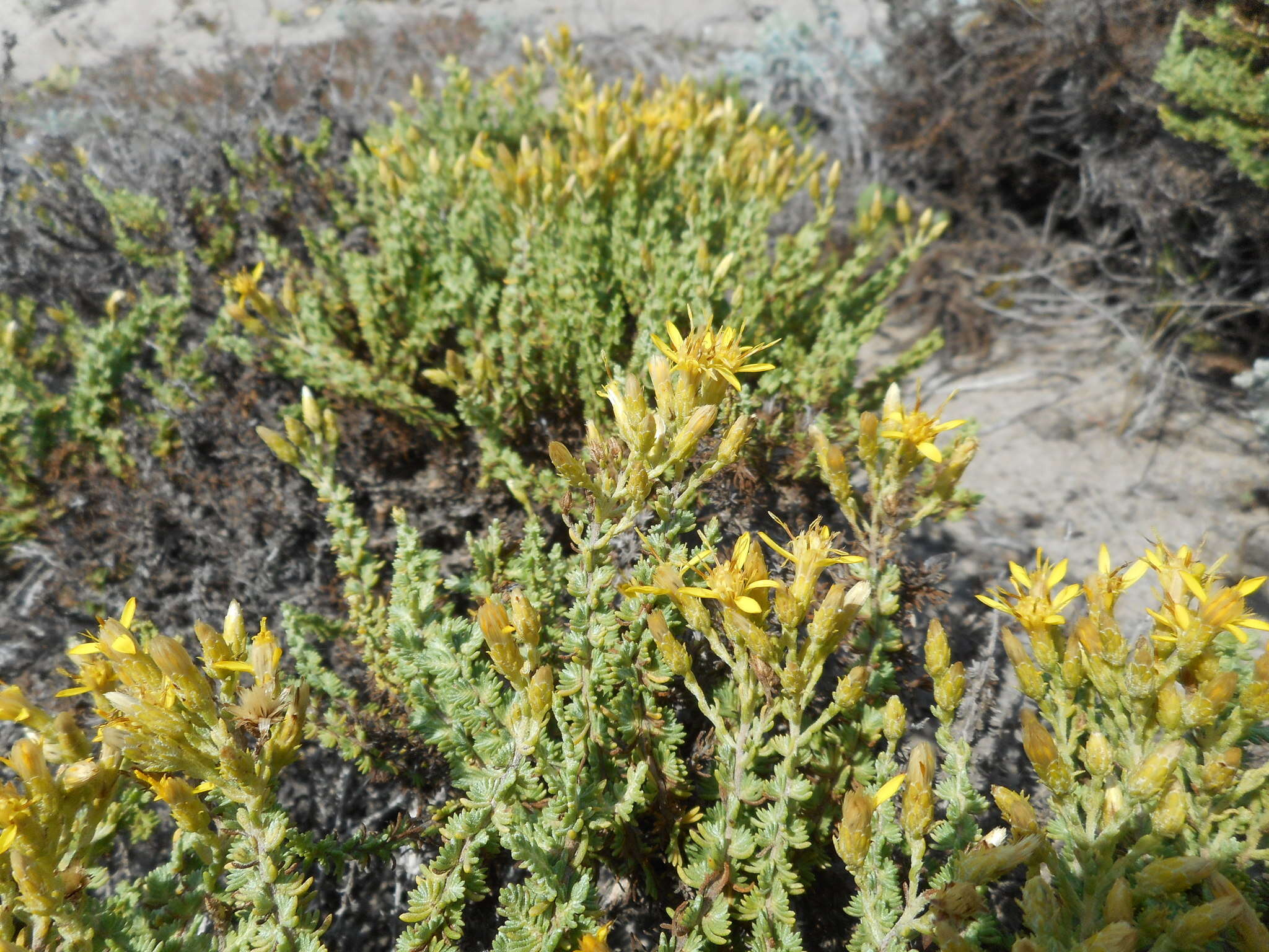 Image of California goldenbush