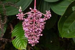 Image of Medinilla speciosa (Reinw. ex Bl.) Bl.