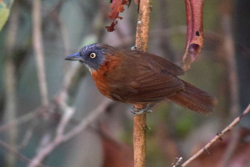 Image of Grey-headed Babbler