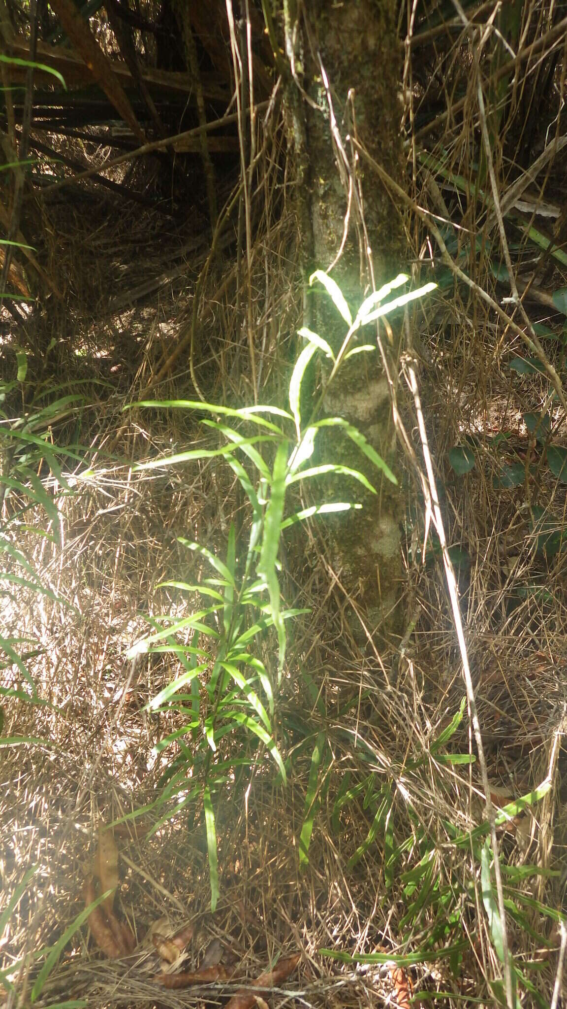 Image of Pteris elongatiloba var. remotivenia Bonap.