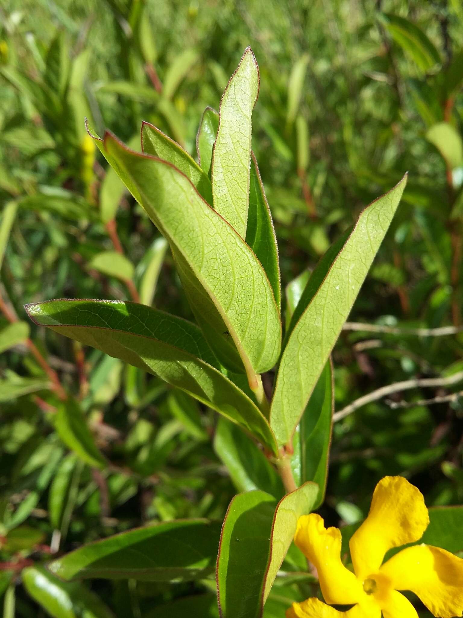 Image of Mandevilla mexicana (Müll. Arg.) R. E. Woodson