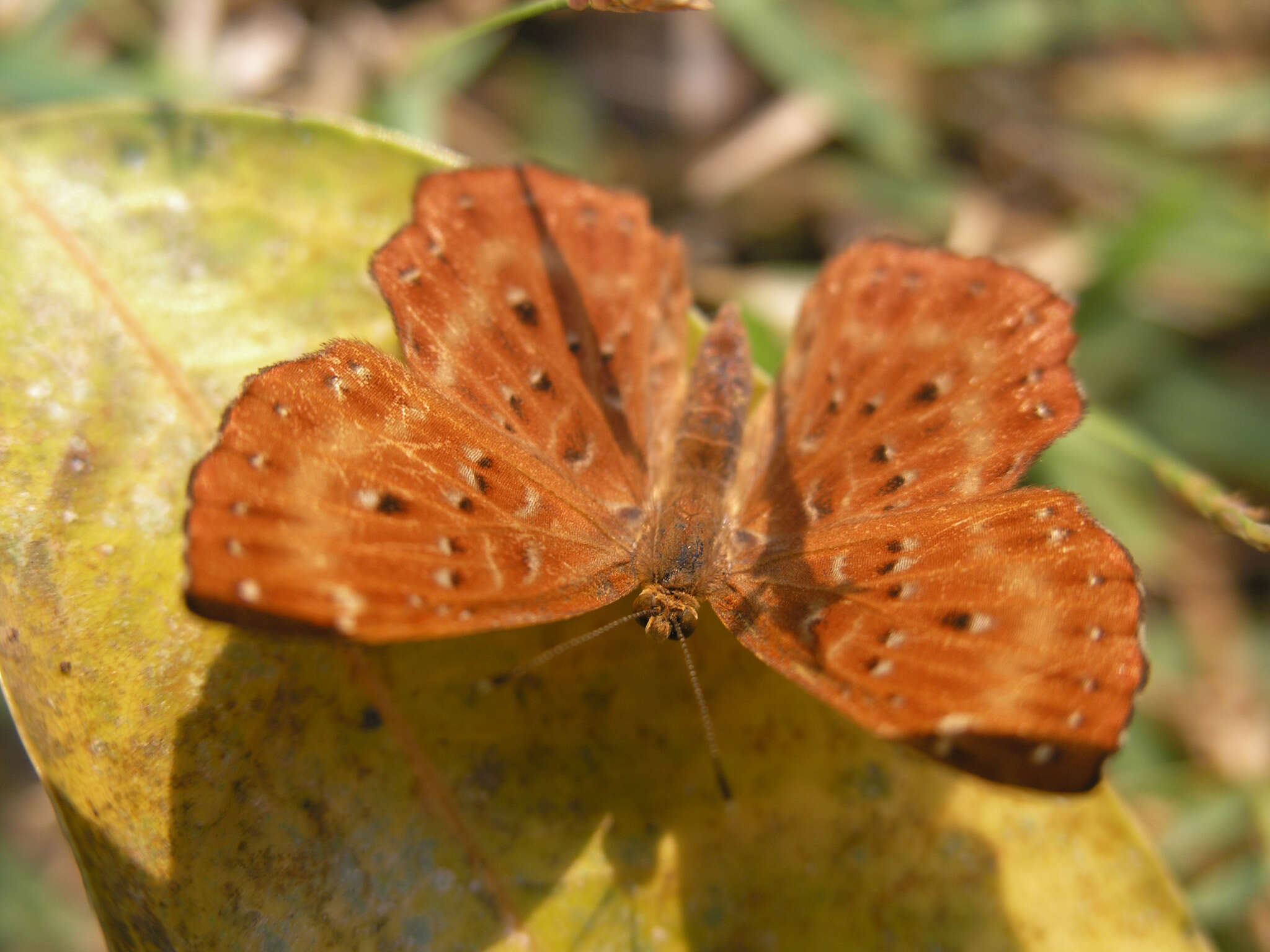 Image of Zemeros flegyas allica