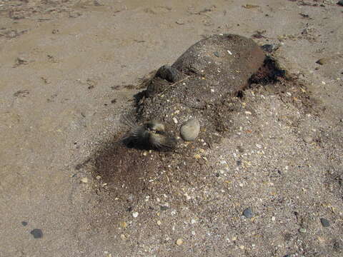 Image of Caspian Seal