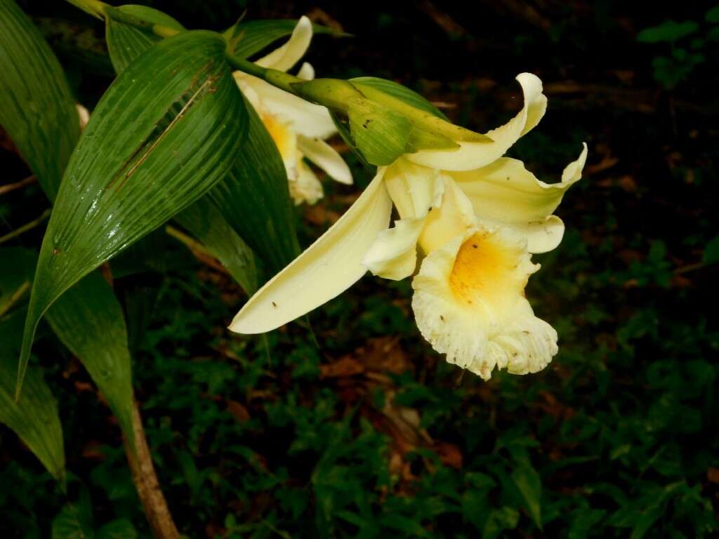 صورة Sobralia xantholeuca B. S. Williams