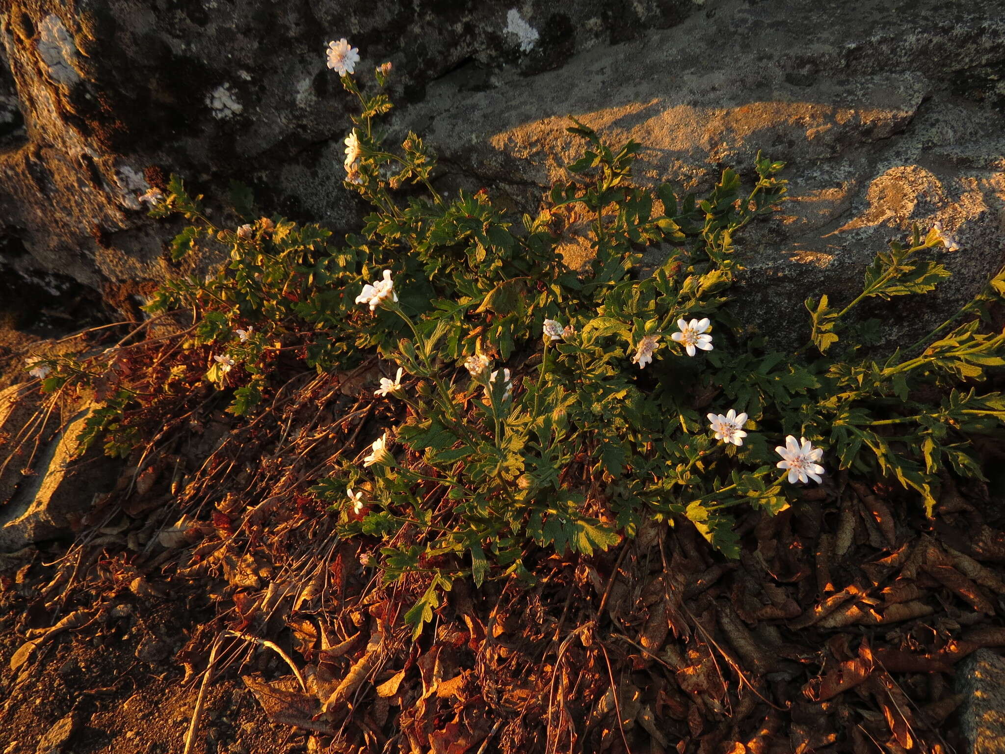 Imagem de Leucheria cantillanensis