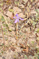 Image of Moraea pritzeliana Diels