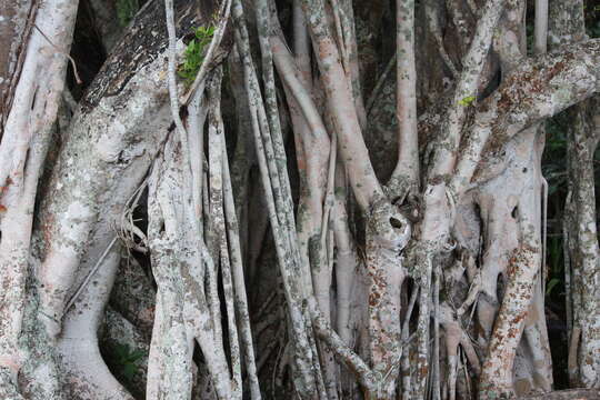 Image of Florida strangler fig