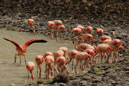 Imagem de Phoenicopterus chilensis Molina 1782