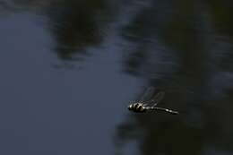 Image of Shining macromia dragonfly