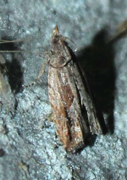 Image of Moth