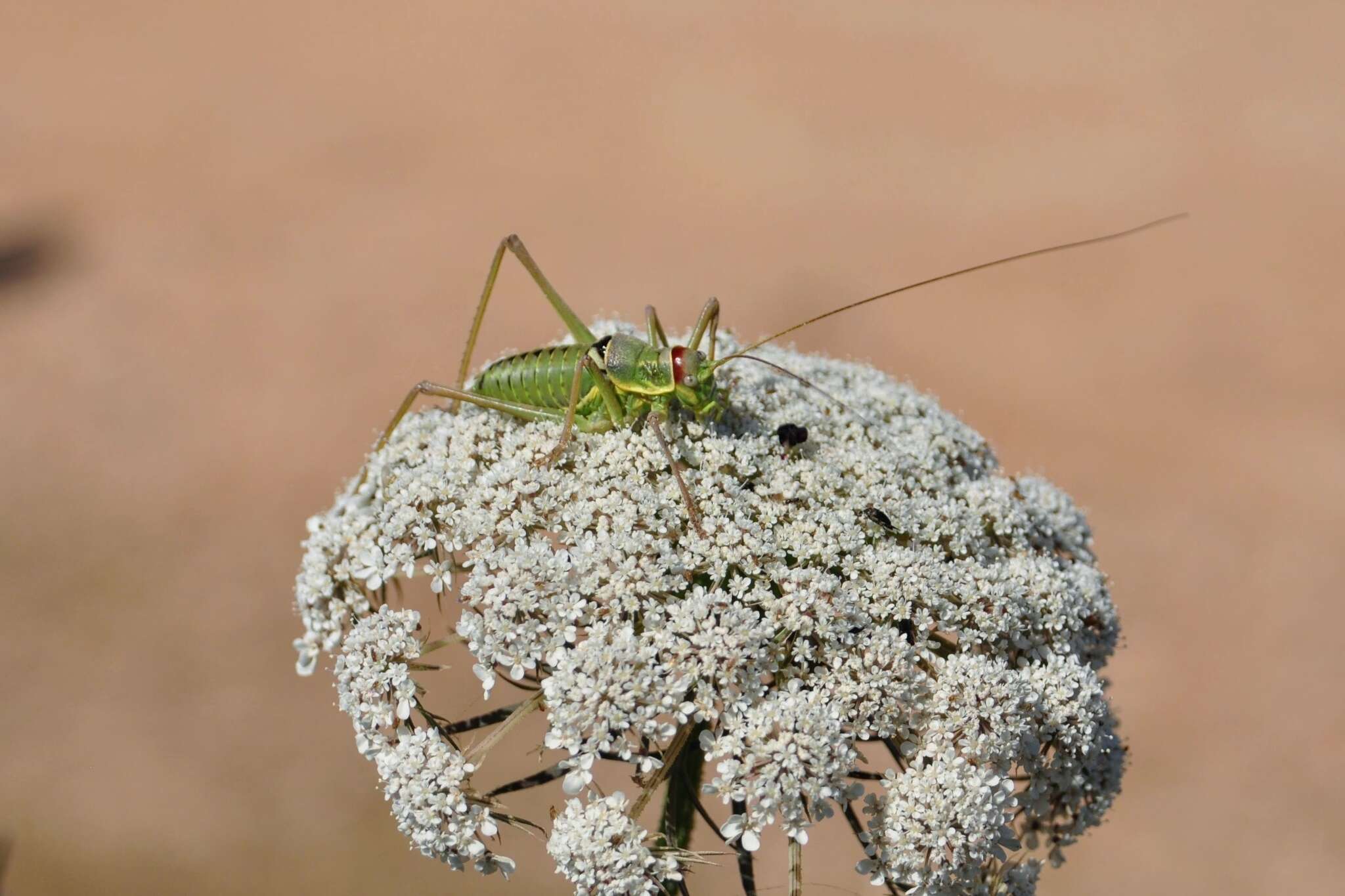 Image of saddle-backed bushcricket