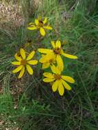 صورة Coreopsis major Walt.