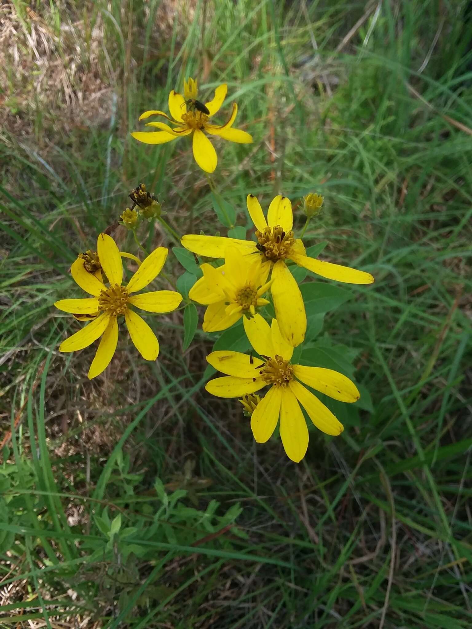 صورة Coreopsis major Walt.