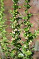 Image de Antirrhinum subcordatum A. Gray