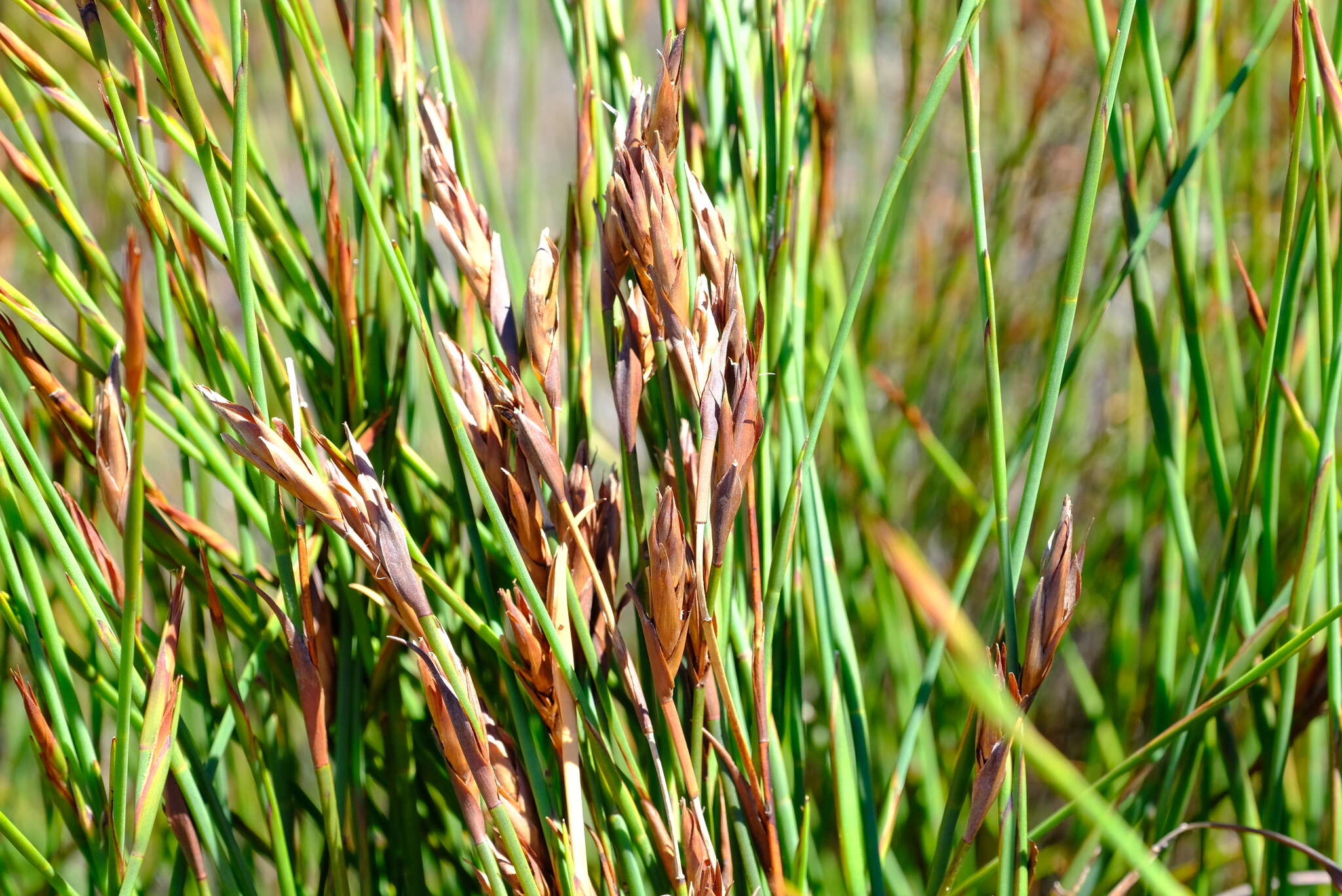 Image of Platycaulos major (Mast.) H. P. Linder