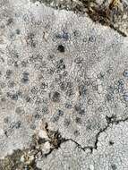 Image of lecidea lichen