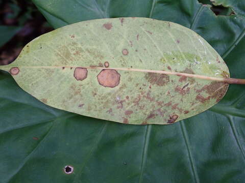 Plancia ëd Ficus caulocarpa Miq.